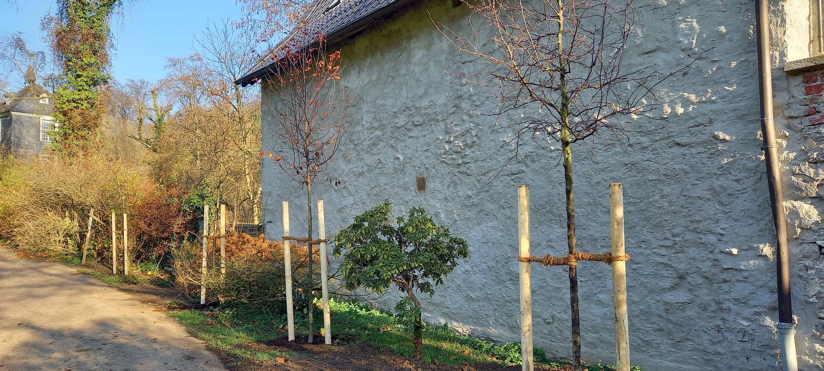 Fördergeld für Apfelbäume