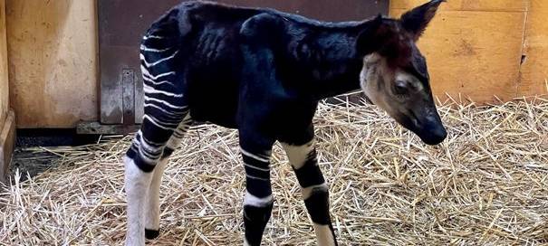 Okapi geboren