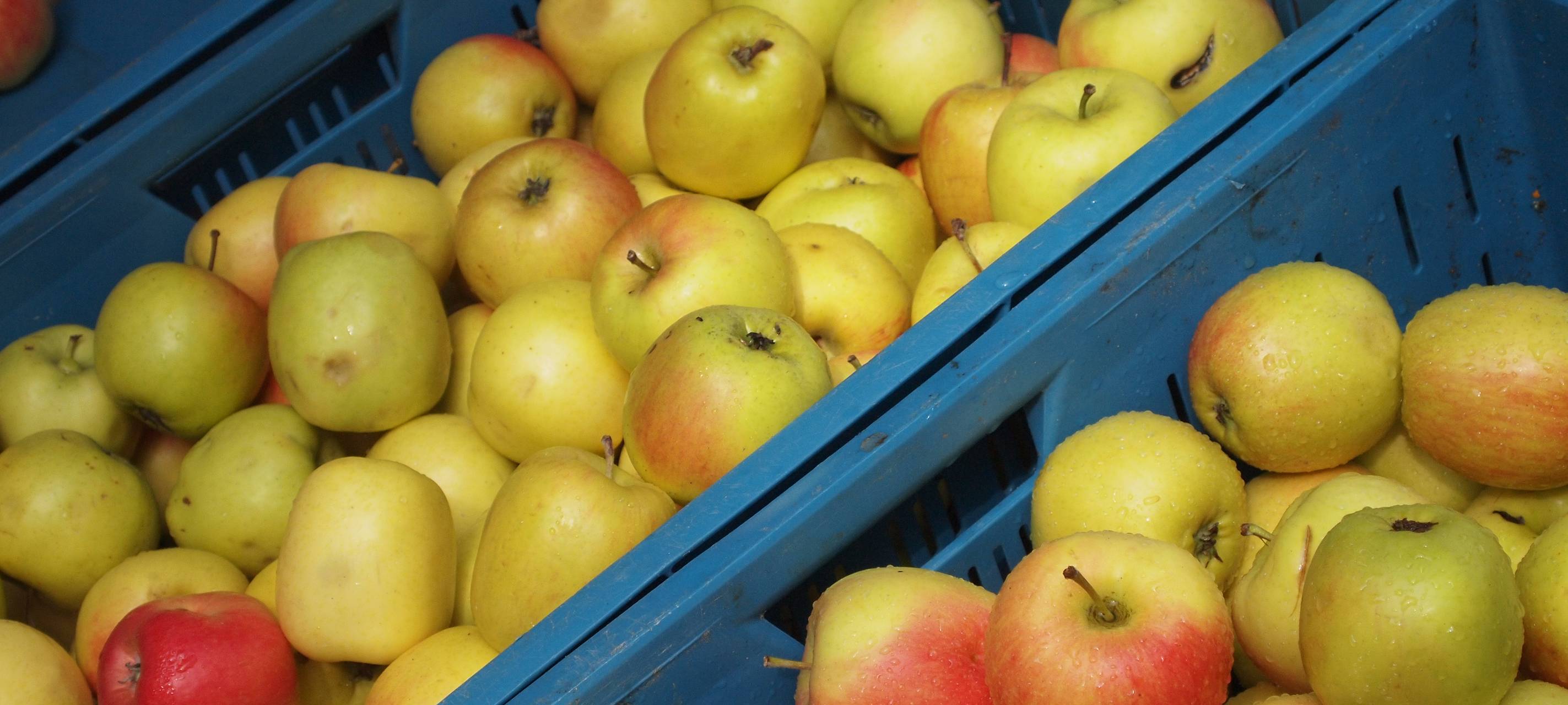 Zweiter Marktschwärmer-Wochenmarkt