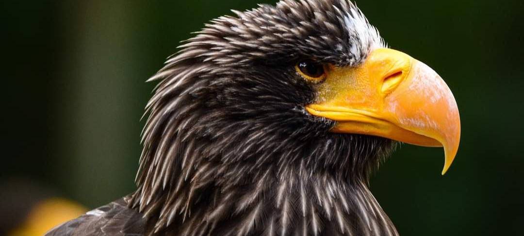 Riesenseeadler ist wieder zurück
