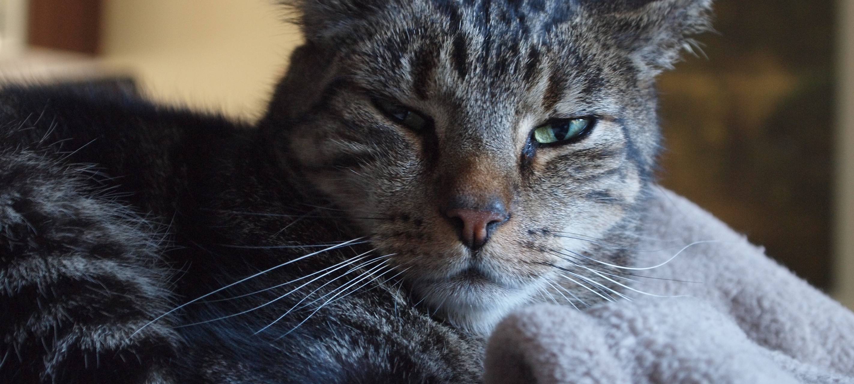 Ferienzeit: viel Arbeit für den Katzenschutzbund