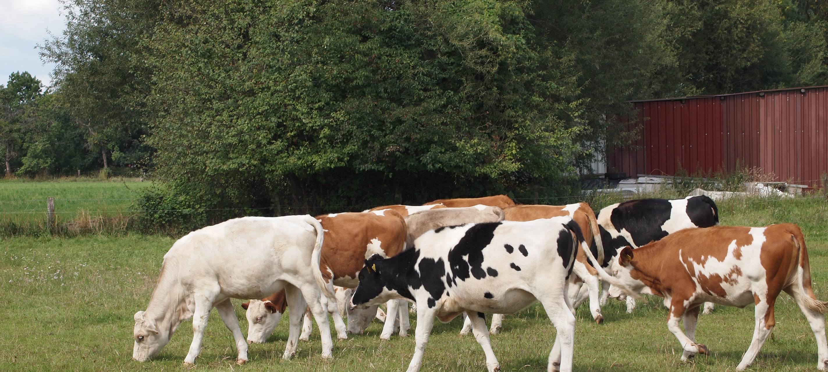 Blauzungenkrankheit auch in Wuppertal?