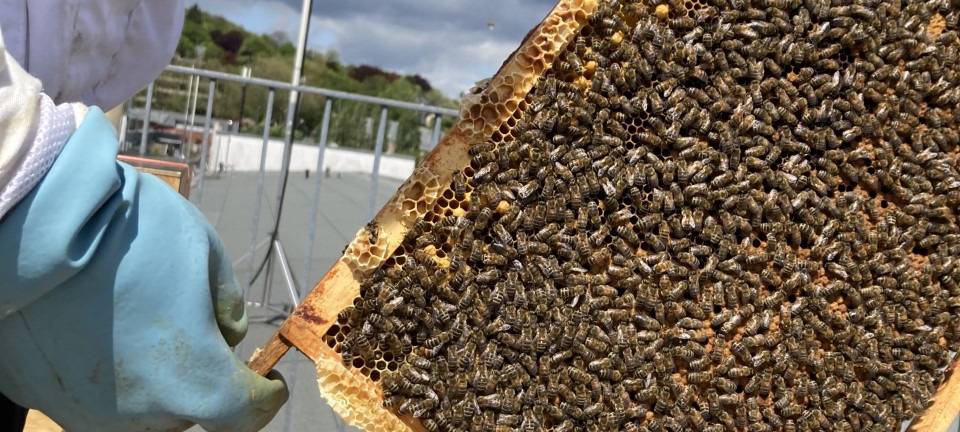 Wenig Futter für Bienen
