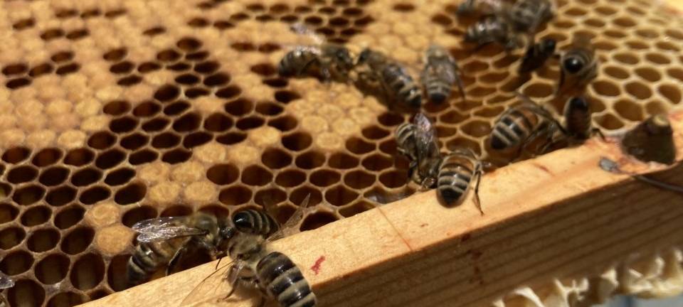 Bienen-Seuche bis zur Stadtgrenze ausgebreitet