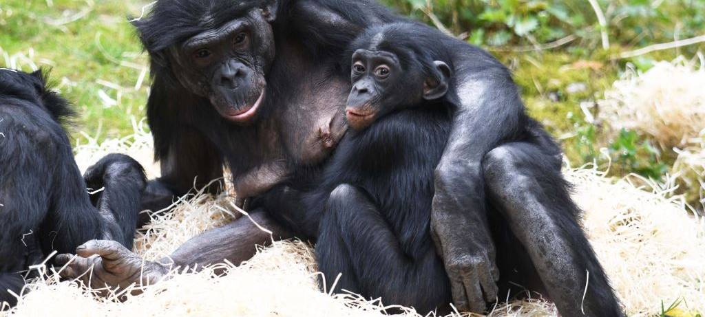 Wuppertaler Zoo gibt vier Bonobos ab