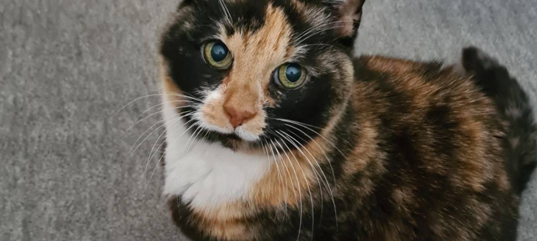 Hauskatze Hope vermisst