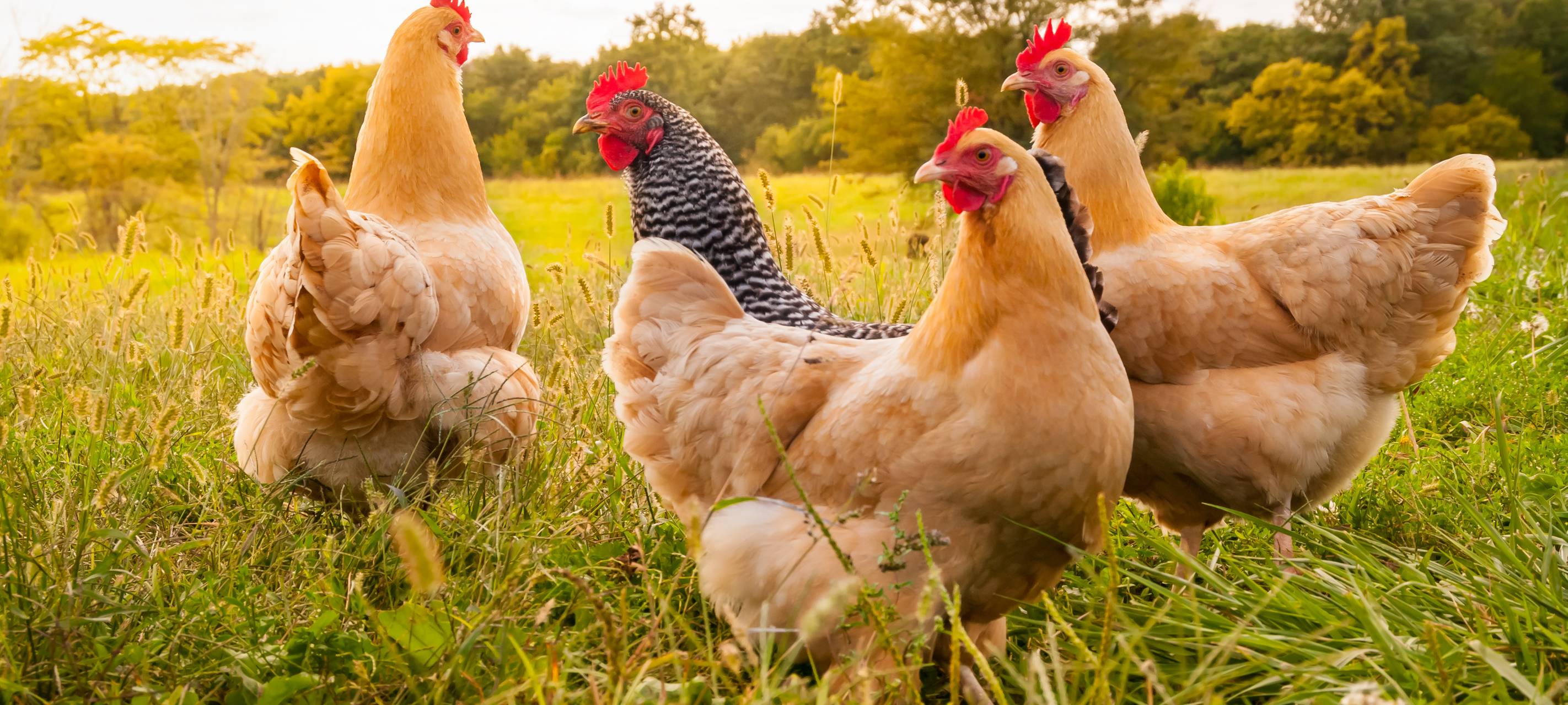 Vogelgrippe kommt näher