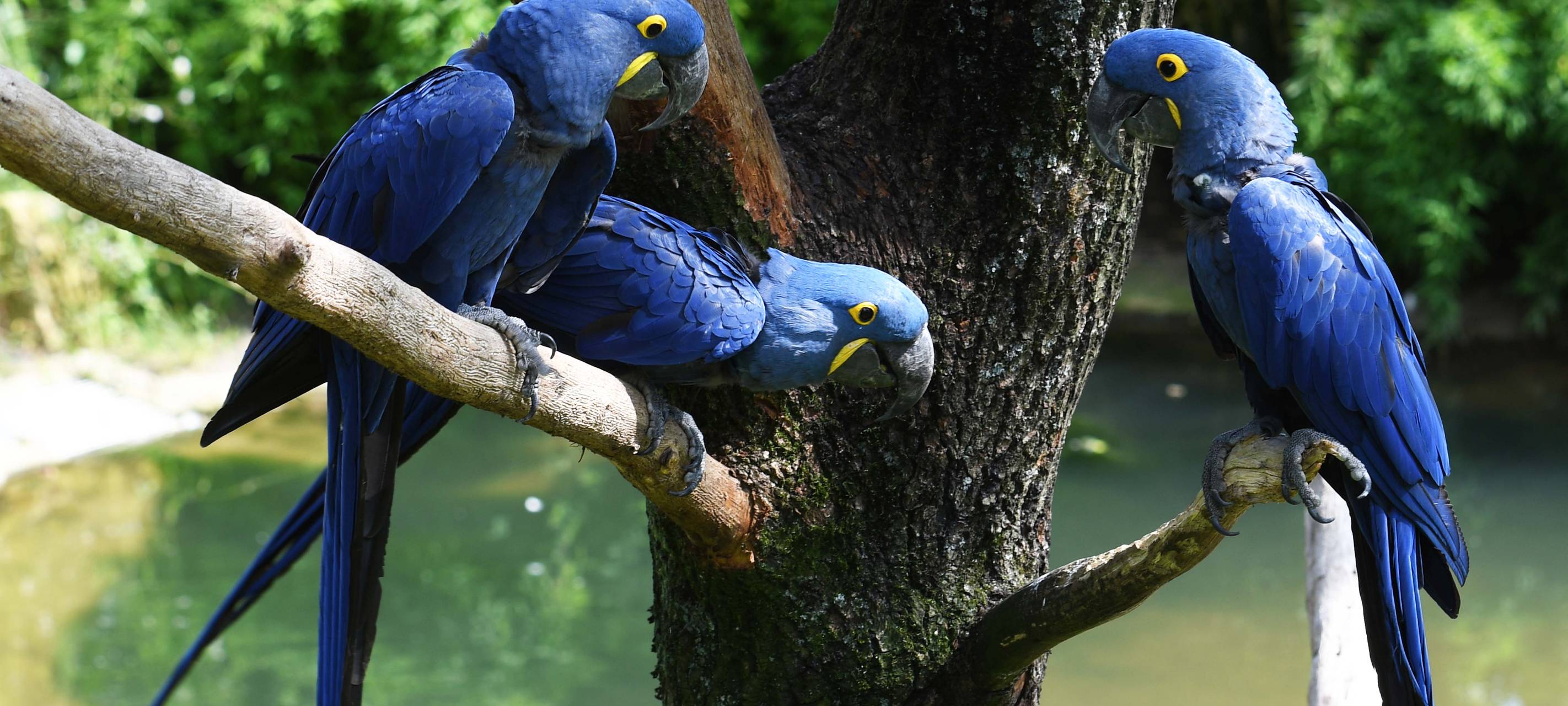 Spende für Aras in Südamerika