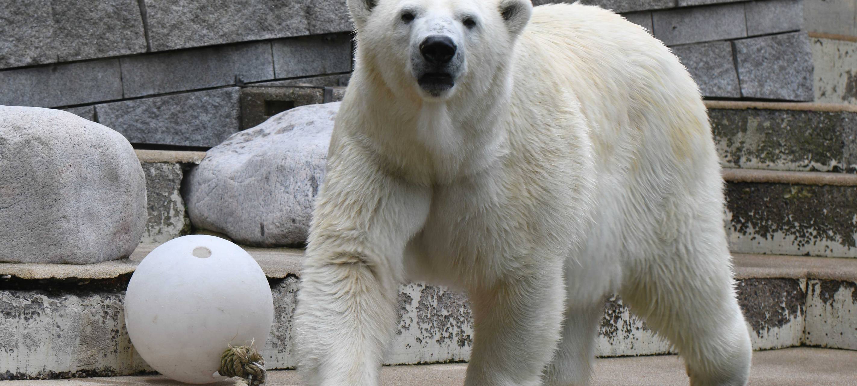 Zoo: Letzte Eisbärin zieht aus