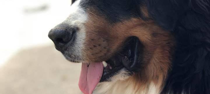 Professionelle Hundesucher in Wuppertal