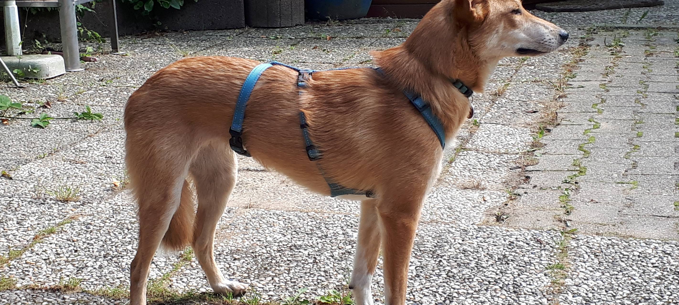 Hund entlaufen