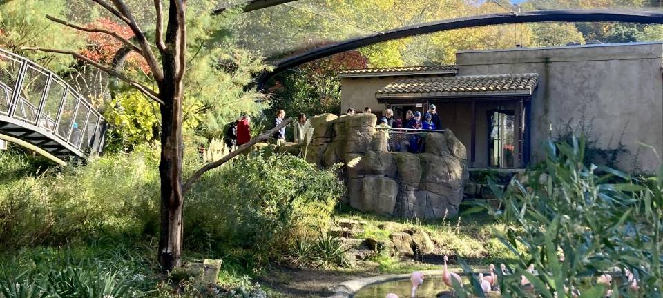 Flamingoküken gestorben