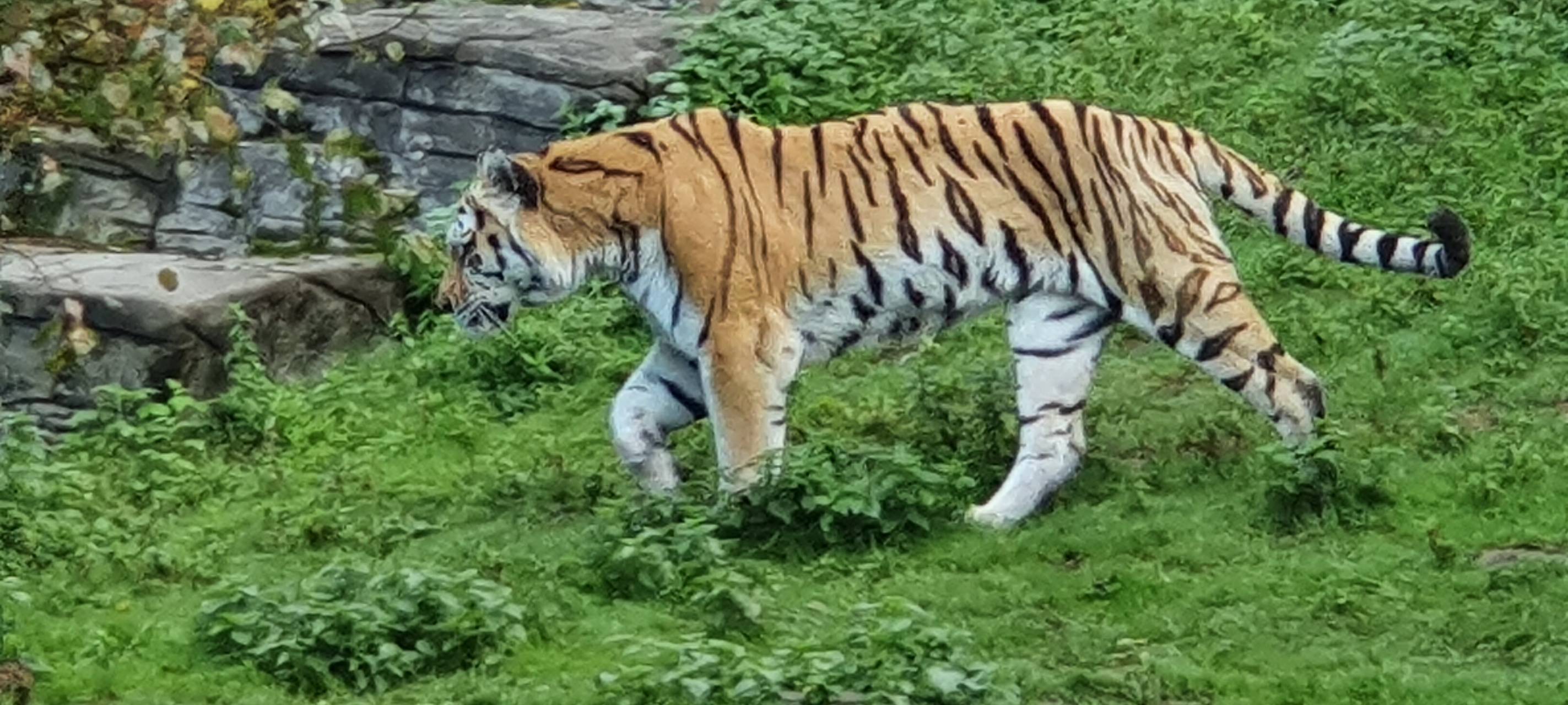 Tigerzucht vor dem Start