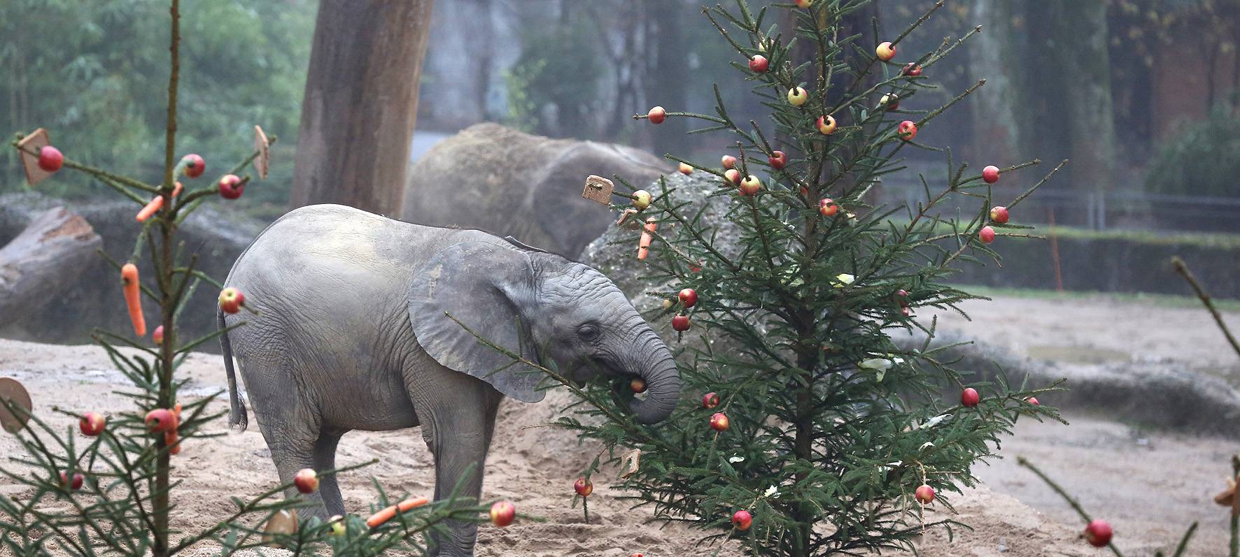Tannenbaum-Fütterung im Zoo ohne direkten Kontakt