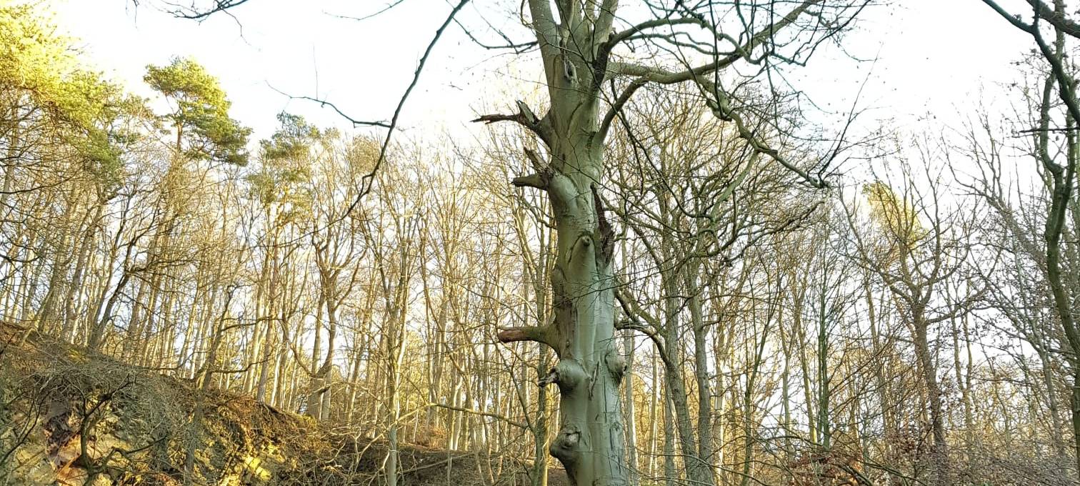 Klimawandel: Immer mehr Bäume müssen weg