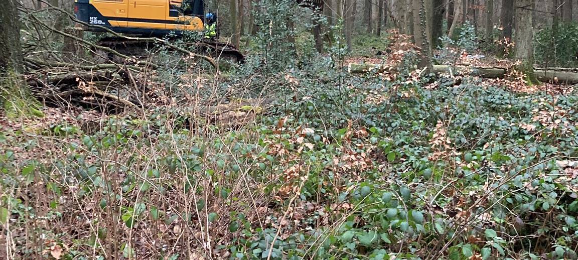 Im Osterholz wird schon gerodet