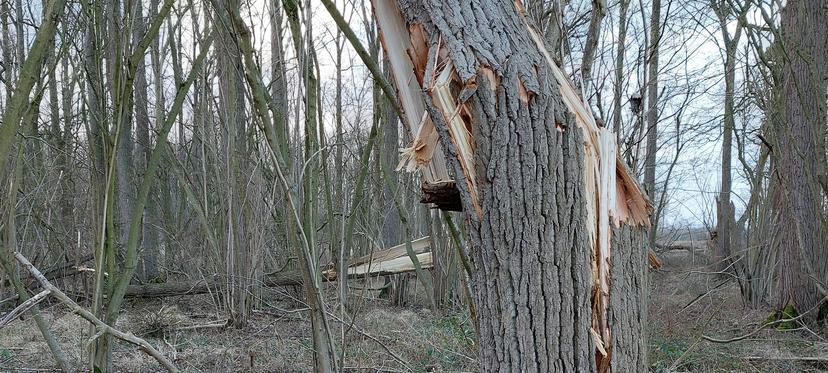 Wälder bleiben gefährliches Terrain