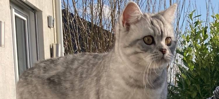 Katze entlaufen Katernberg