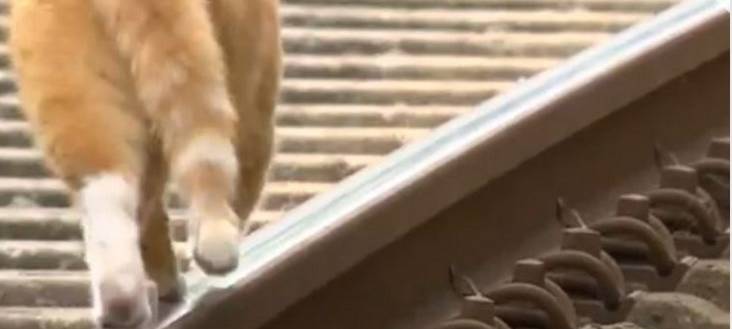 Bahnhofskater Micki ist gestorben