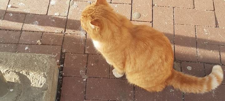 Bahnhofskater Micki ist gestorben