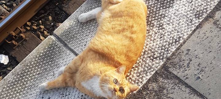 Bahnhofskater Micki ist gestorben