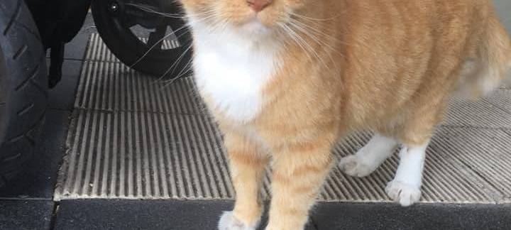 Bahnhofskater Micki ist gestorben