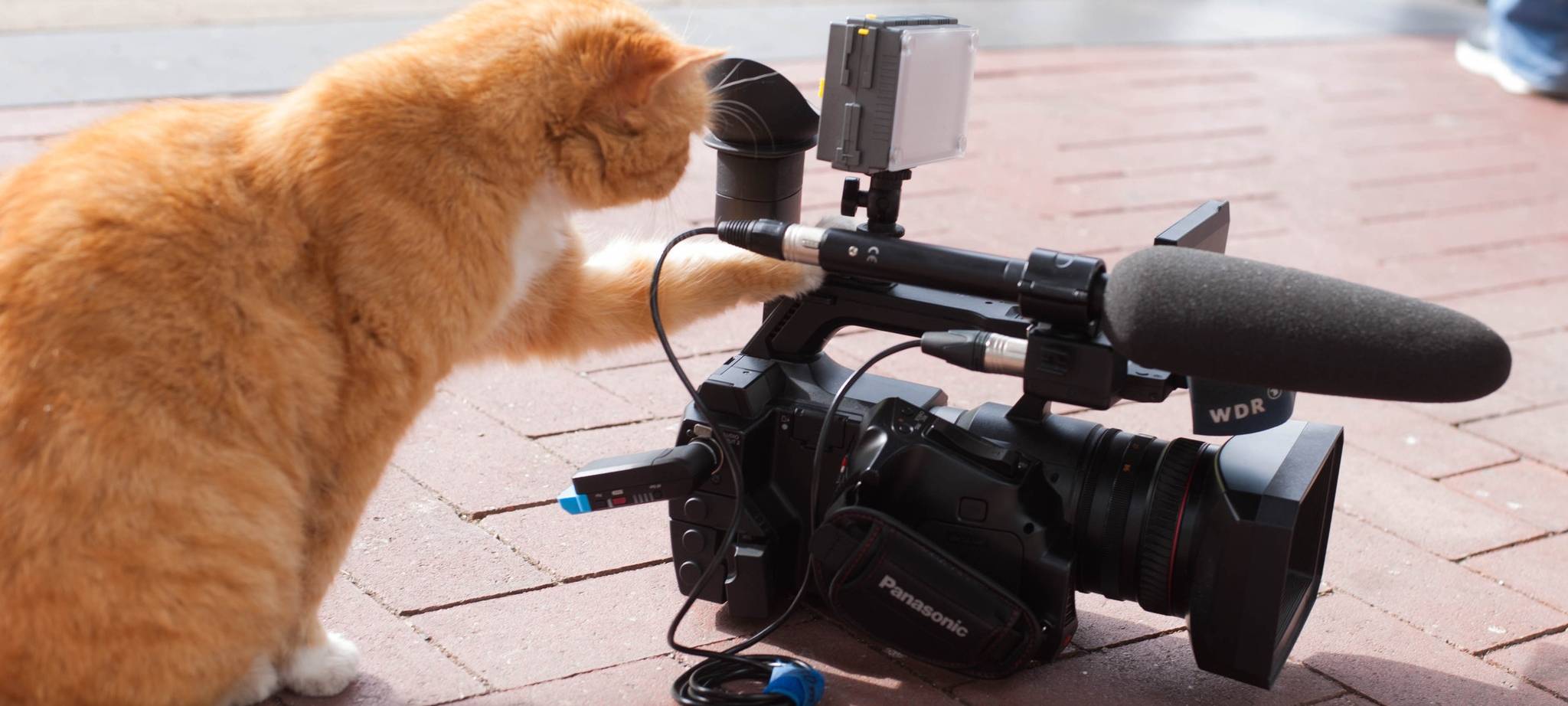 Bahnhofskater Micki ist gestorben