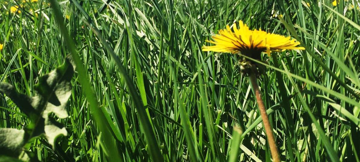 Kleine Höhe bleibt Wiese und Acker