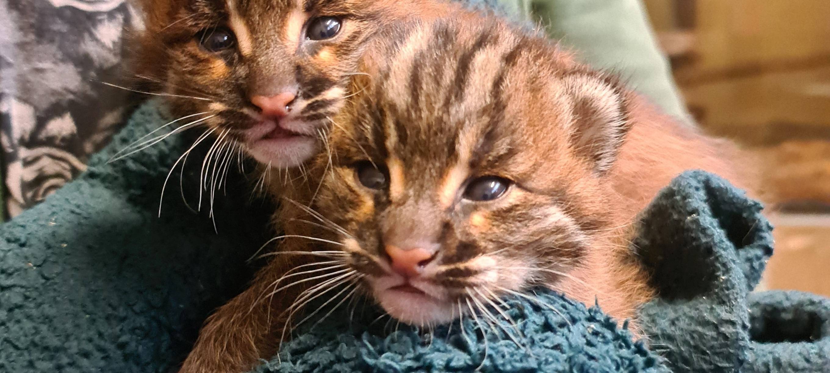 Keine Goldkatzen mehr im Zoo