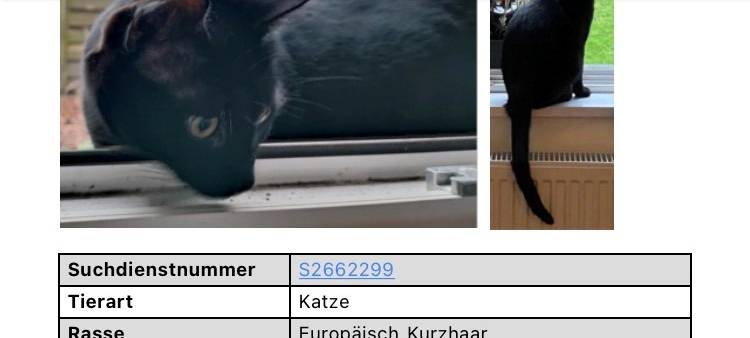 Schwarzer Kater entlaufen