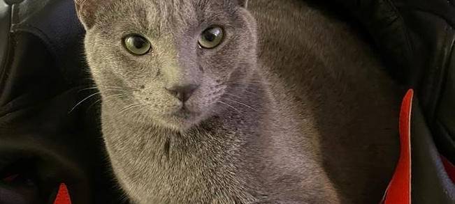 Katze entlaufen