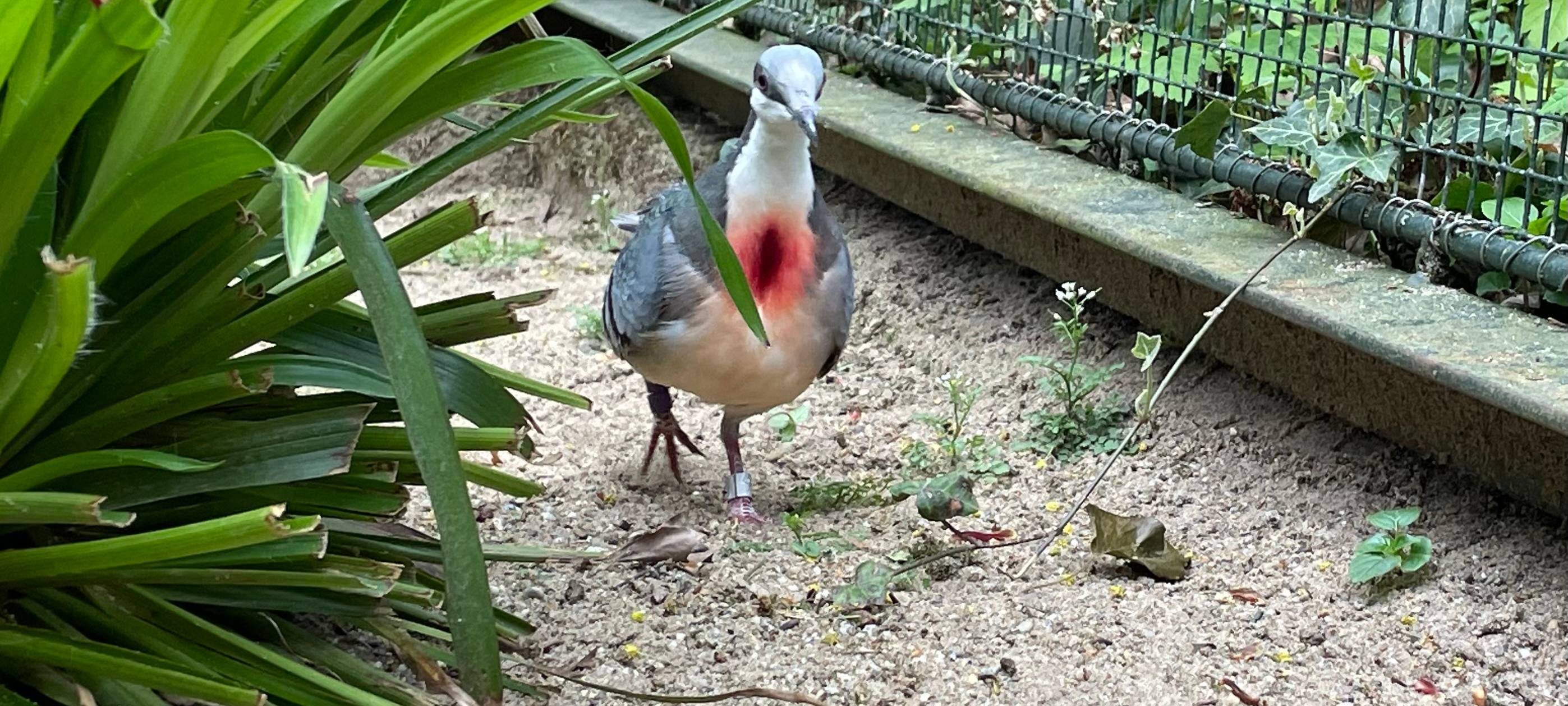 Zoo hat jetzt Luzon-Dolchstichtauben