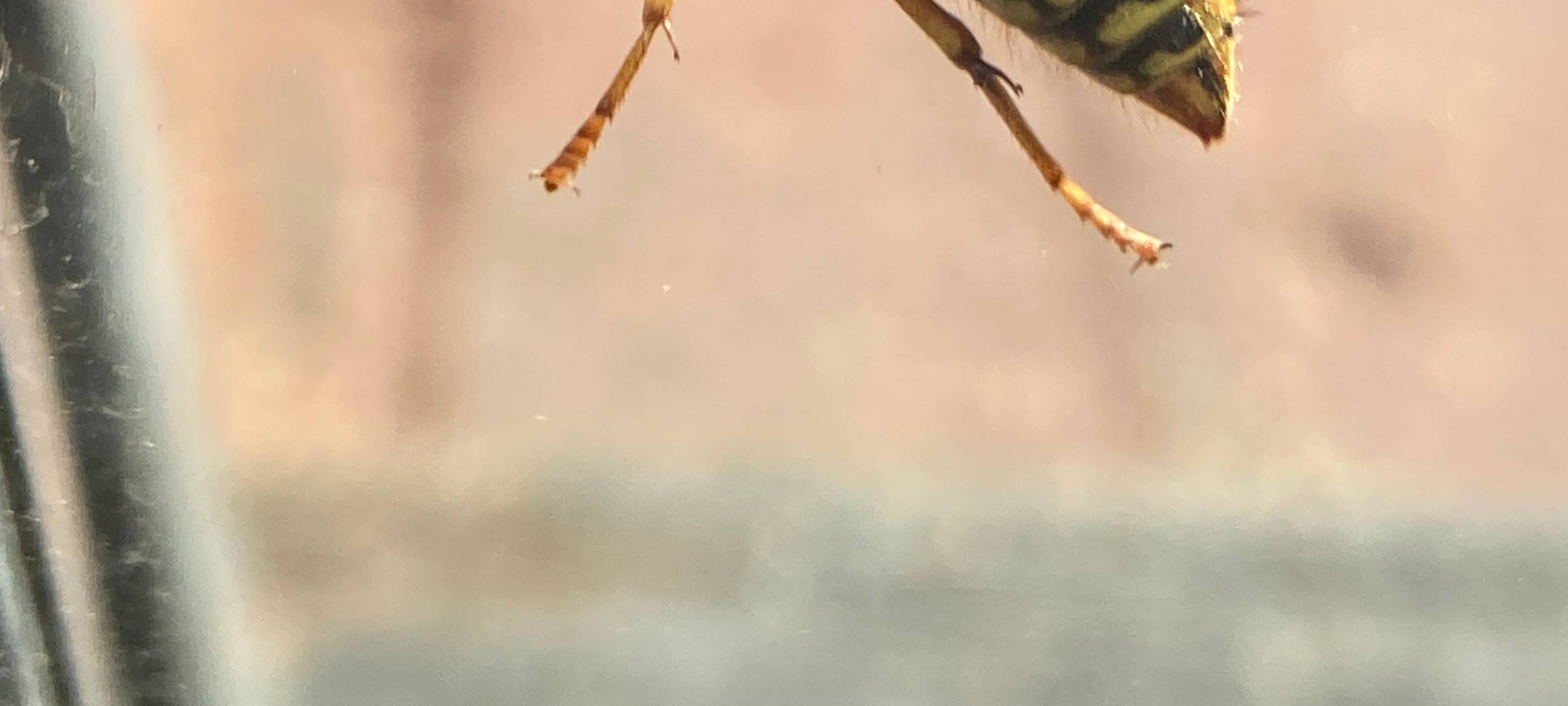 Infoveranstaltung zum Insektenschutz