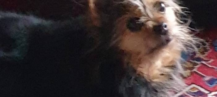 Hundebetreuung gesucht