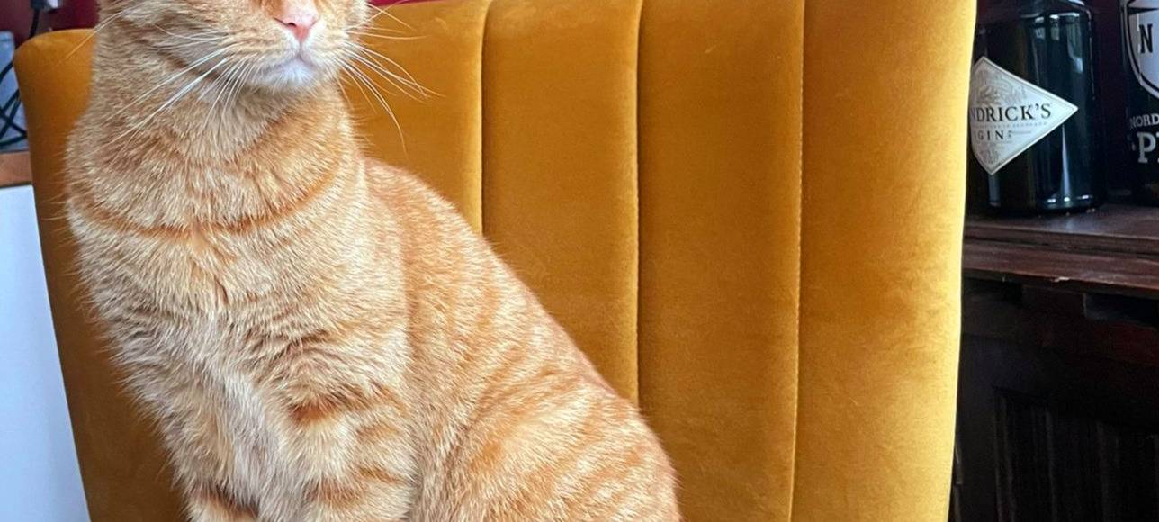 Kater entlaufen