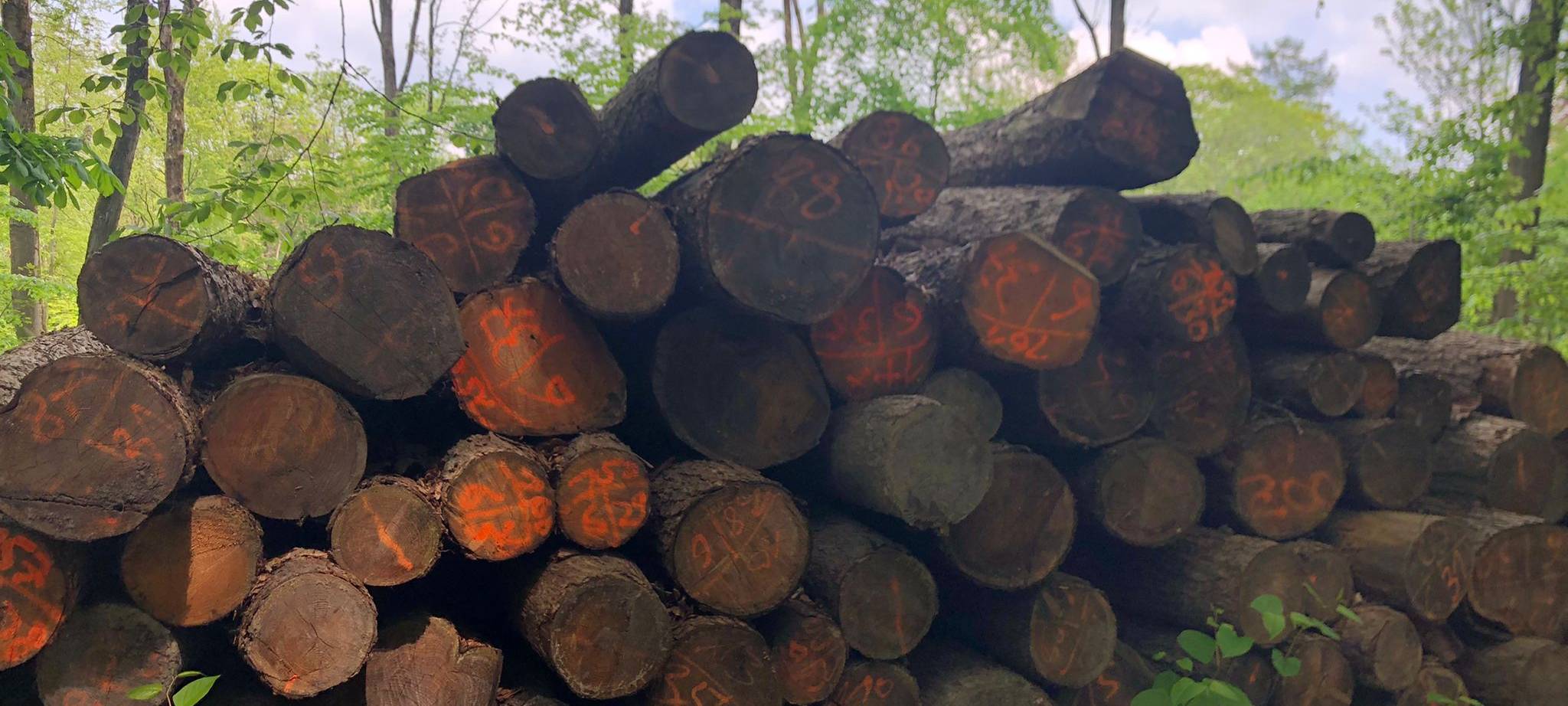Brennholz aus Wuppertaler Wäldern?