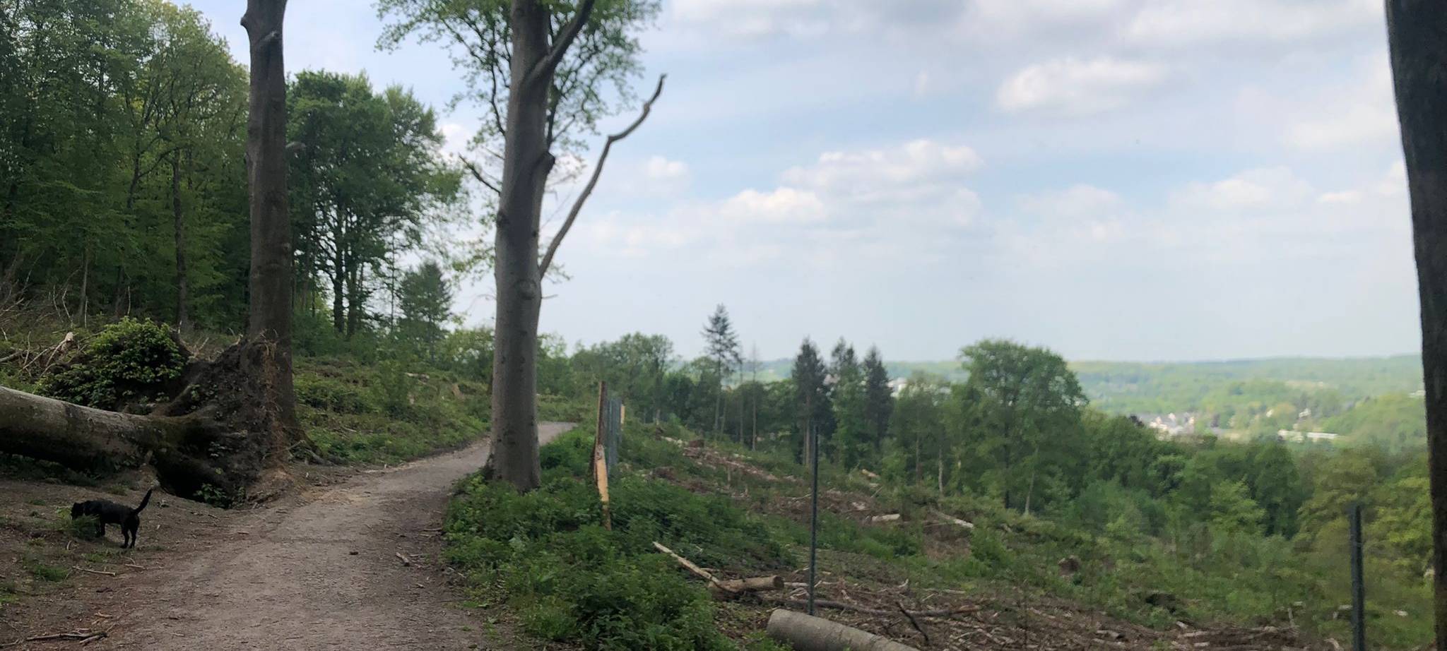 Waldklimapfad auf der Königshöhe
