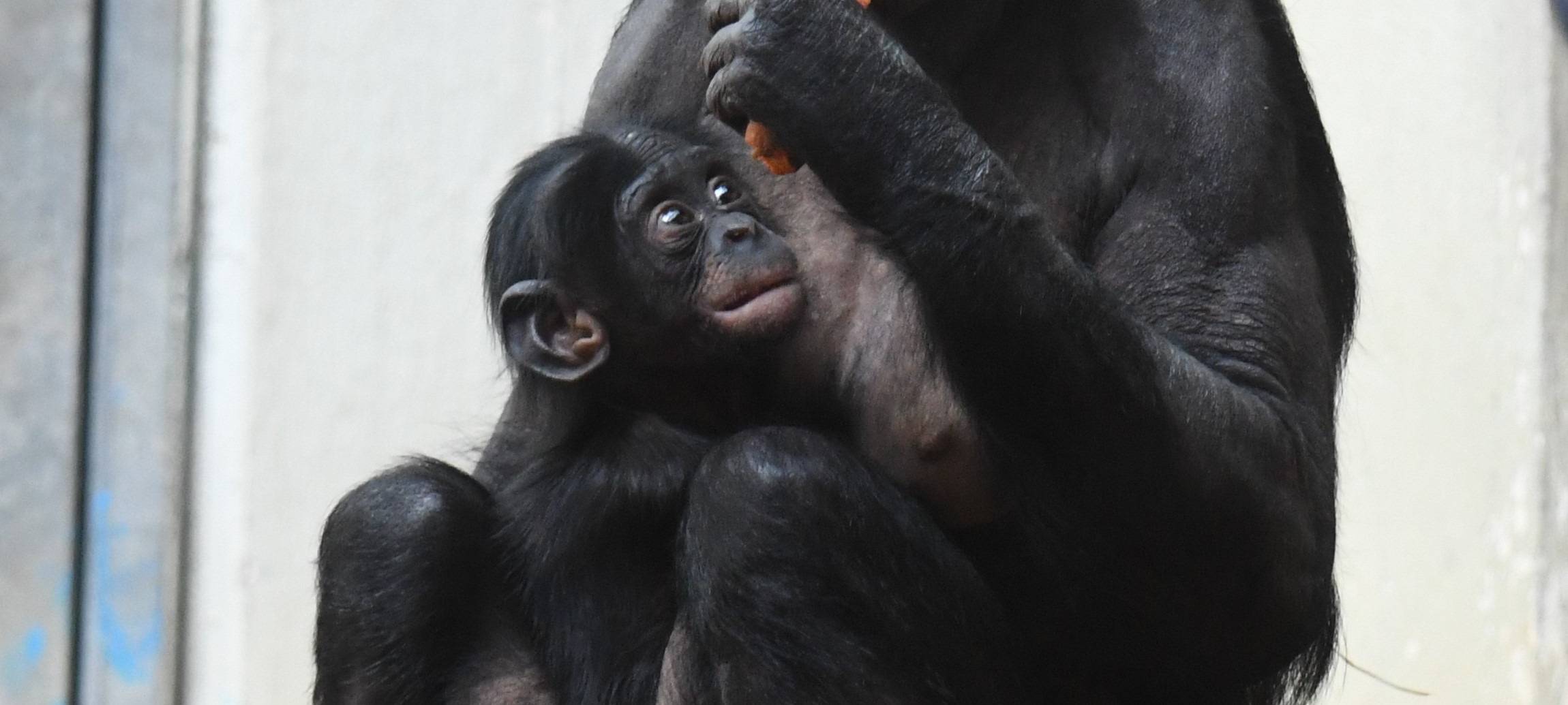Drei neue Bonobos im Zoo