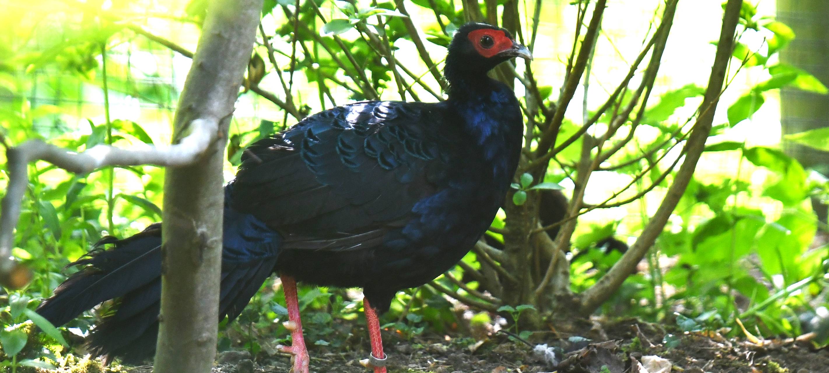 Bedrohte Fasane im Zoo