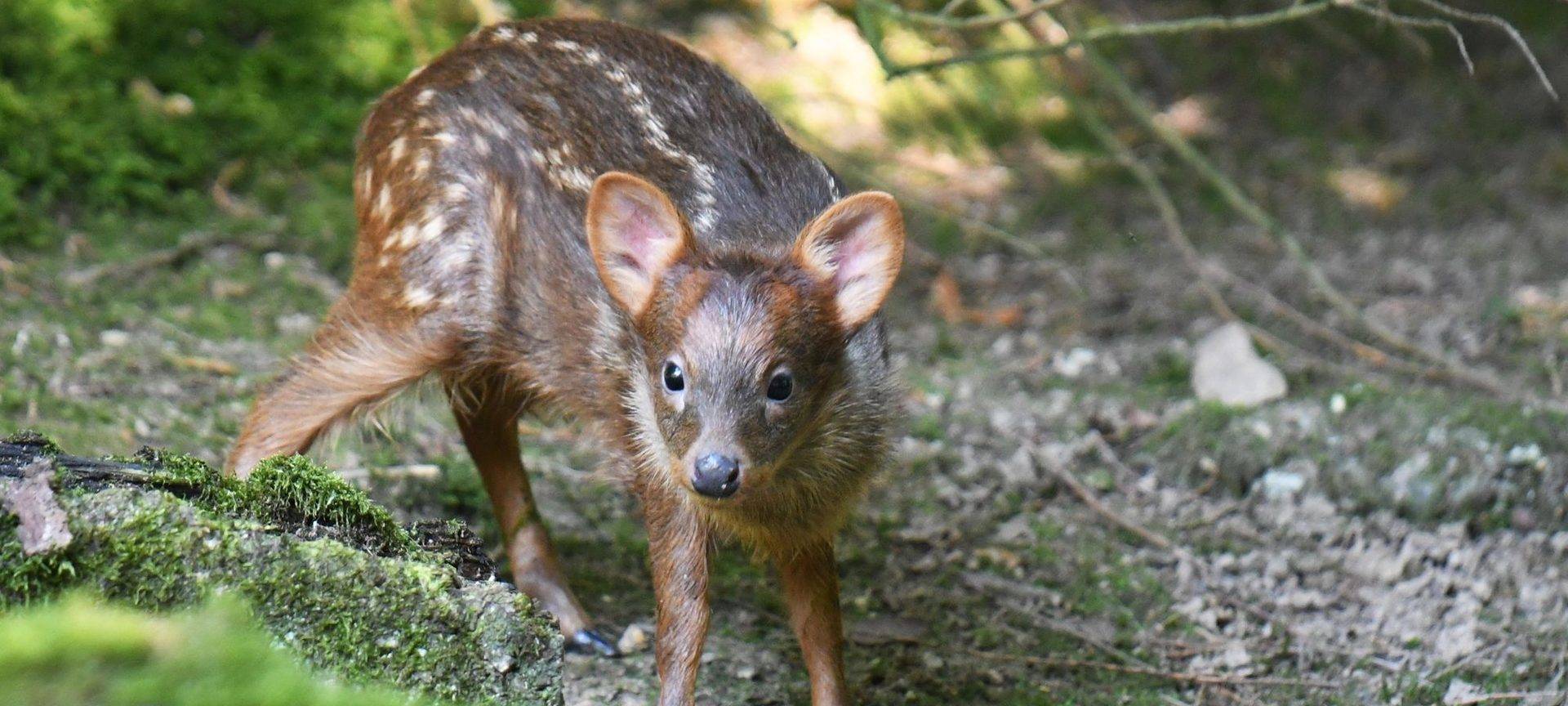 Pudus geboren