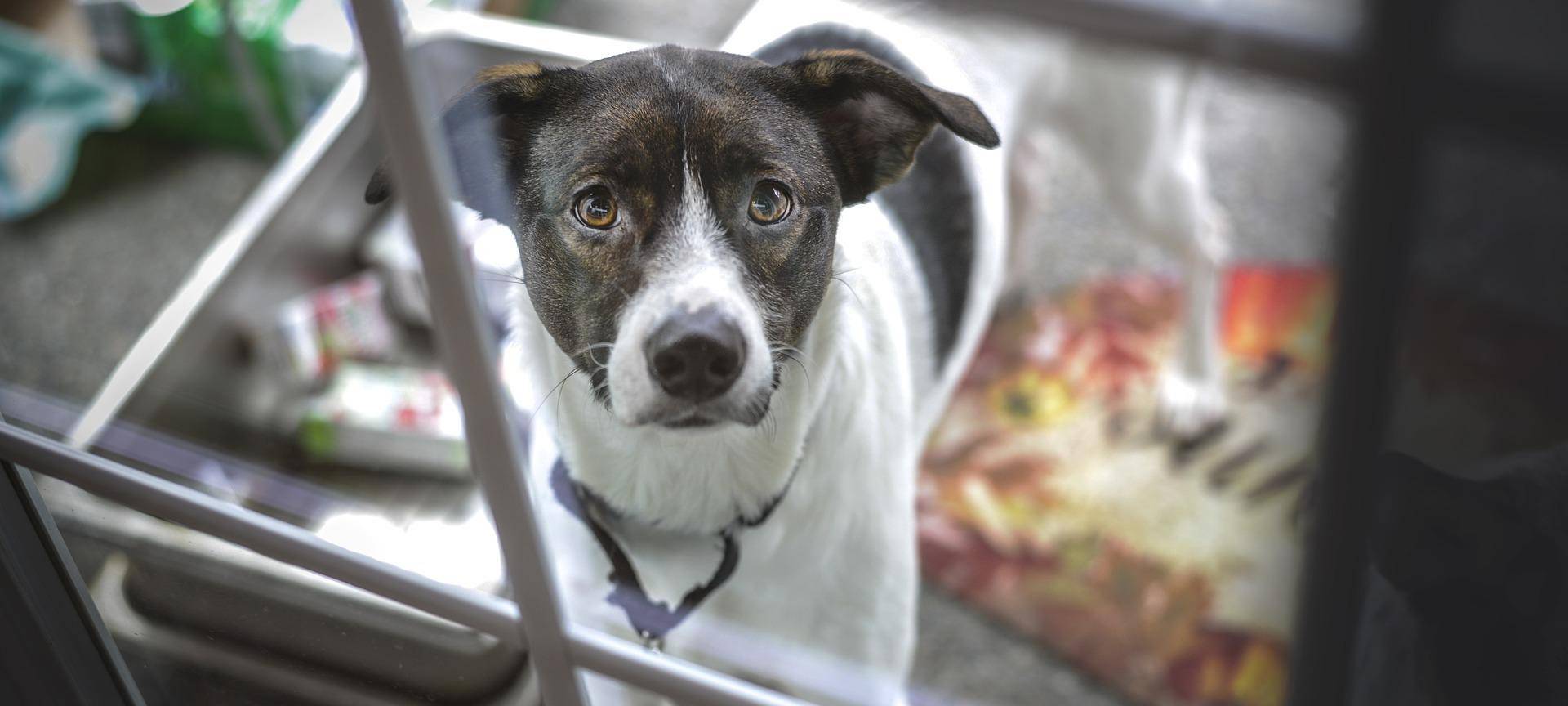 Hundesteuer in Wuppertal ist hoch