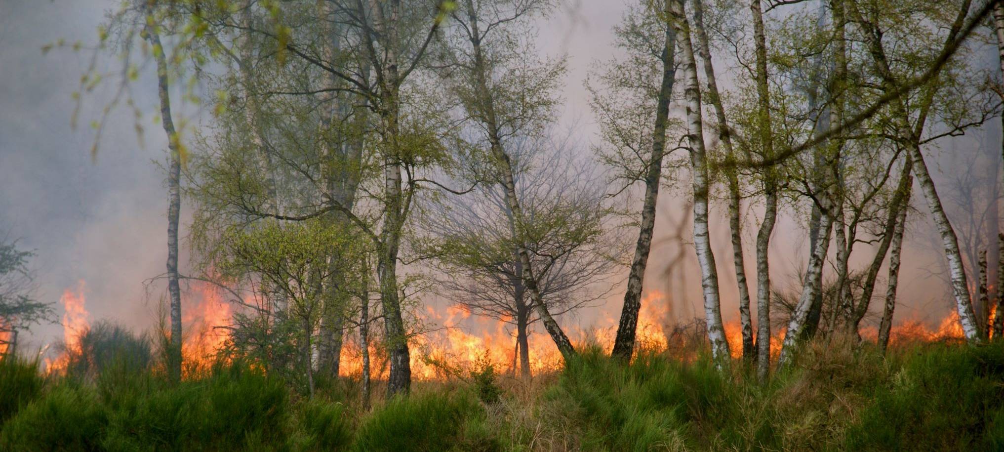 Landesbetrieb warnt vor Waldbrand
