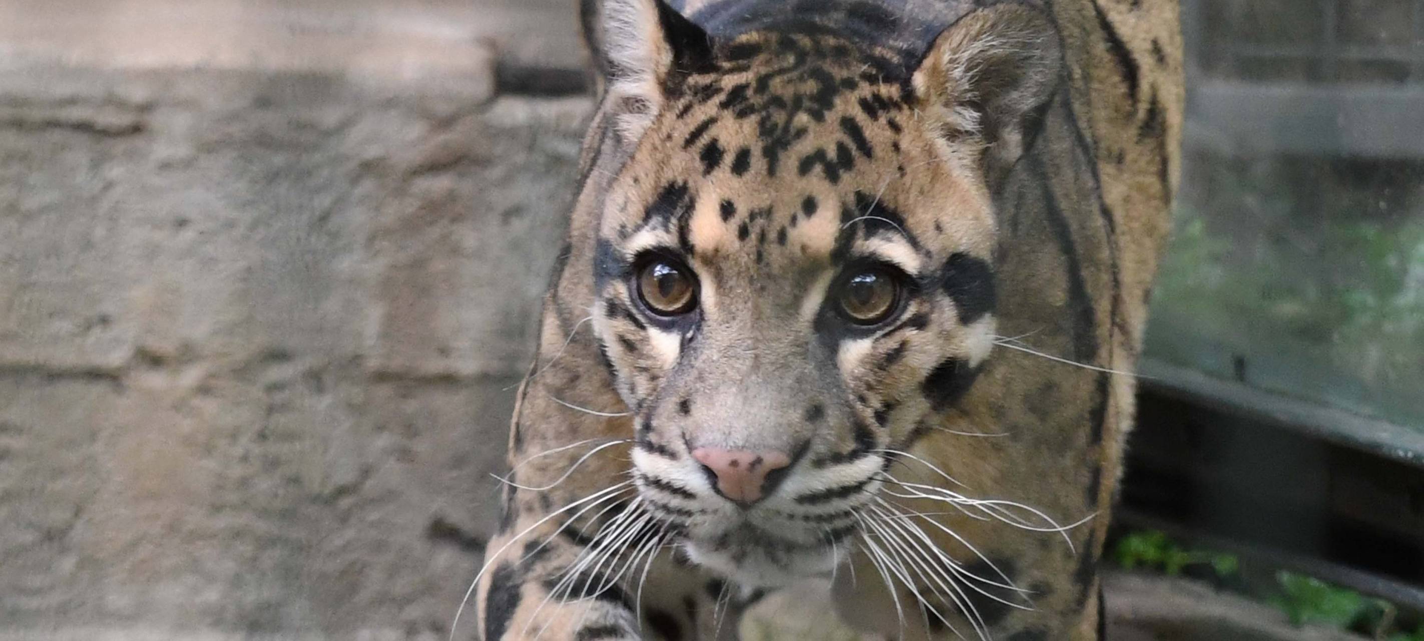Nebelparder im Zoo gestorben