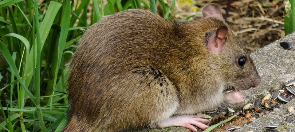 Neue Betrugsmasche: Erfundene Ratten