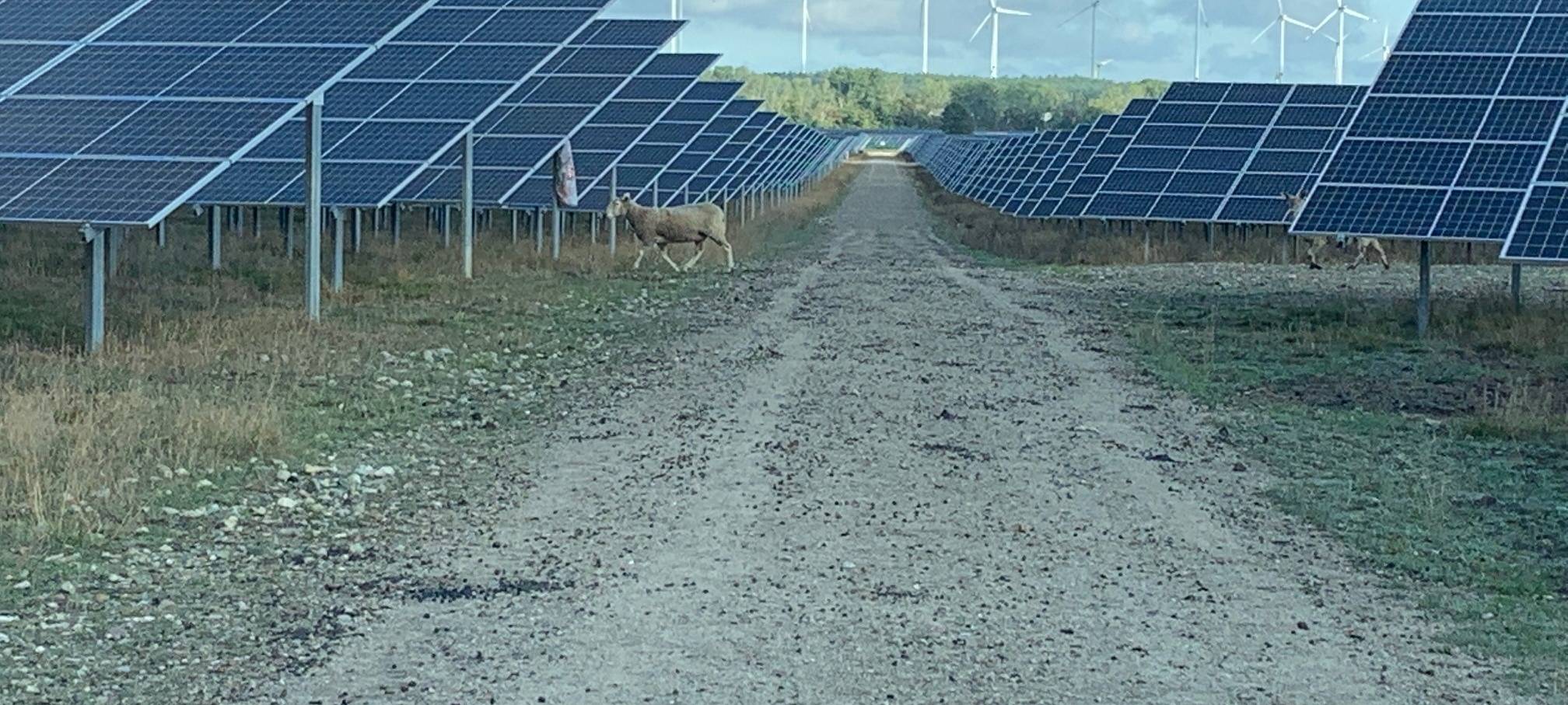 WSW planen Solaranlagen auf freie Flächen