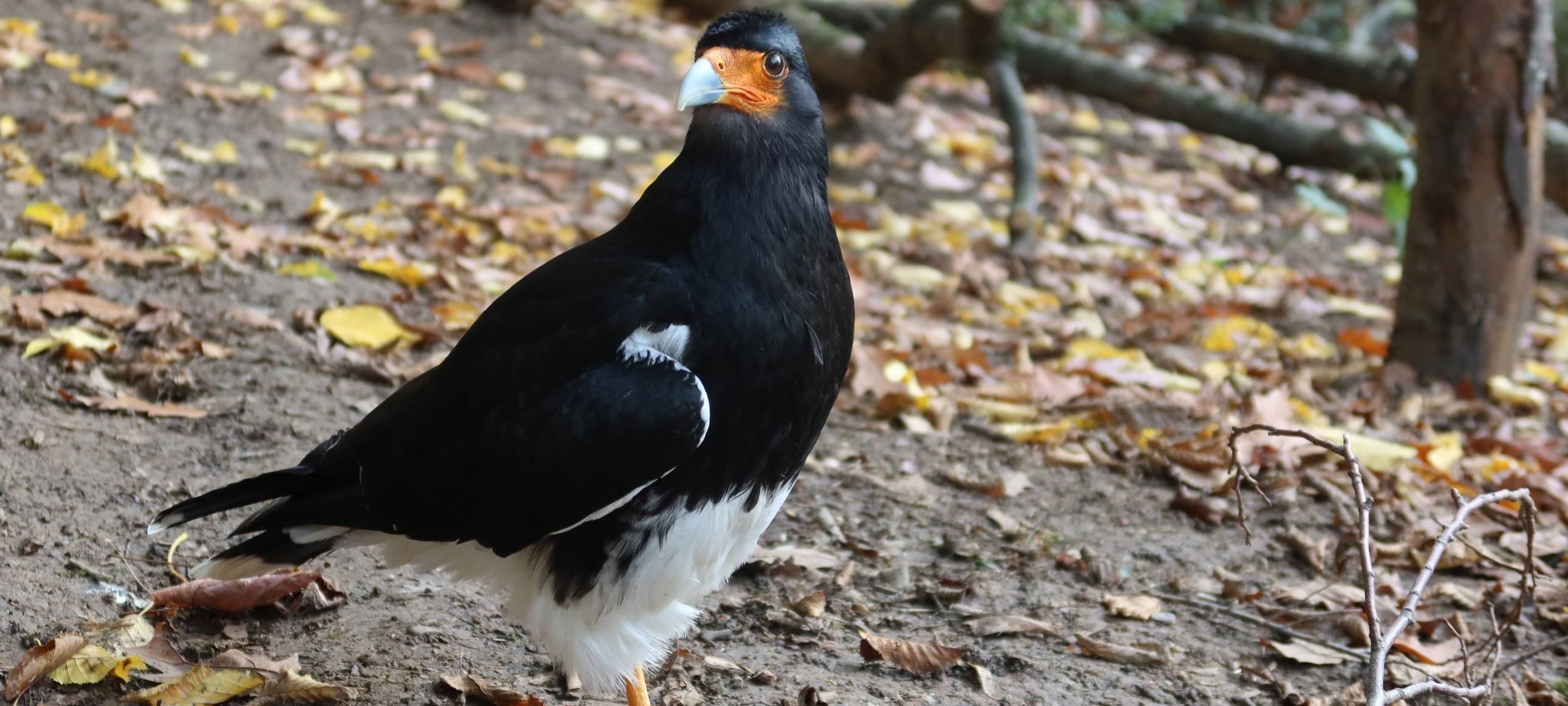 Andenvögel im neuen Gehege
