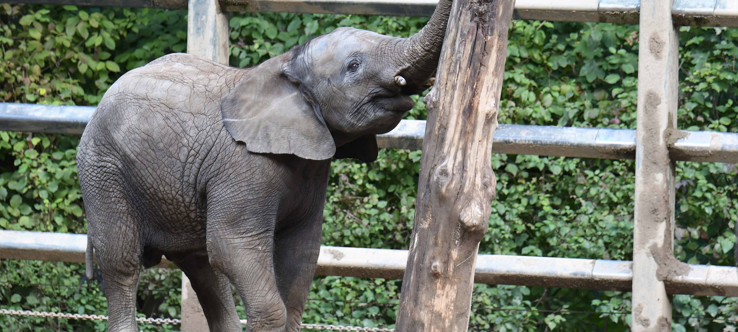 Elefant Tsavo gestorben