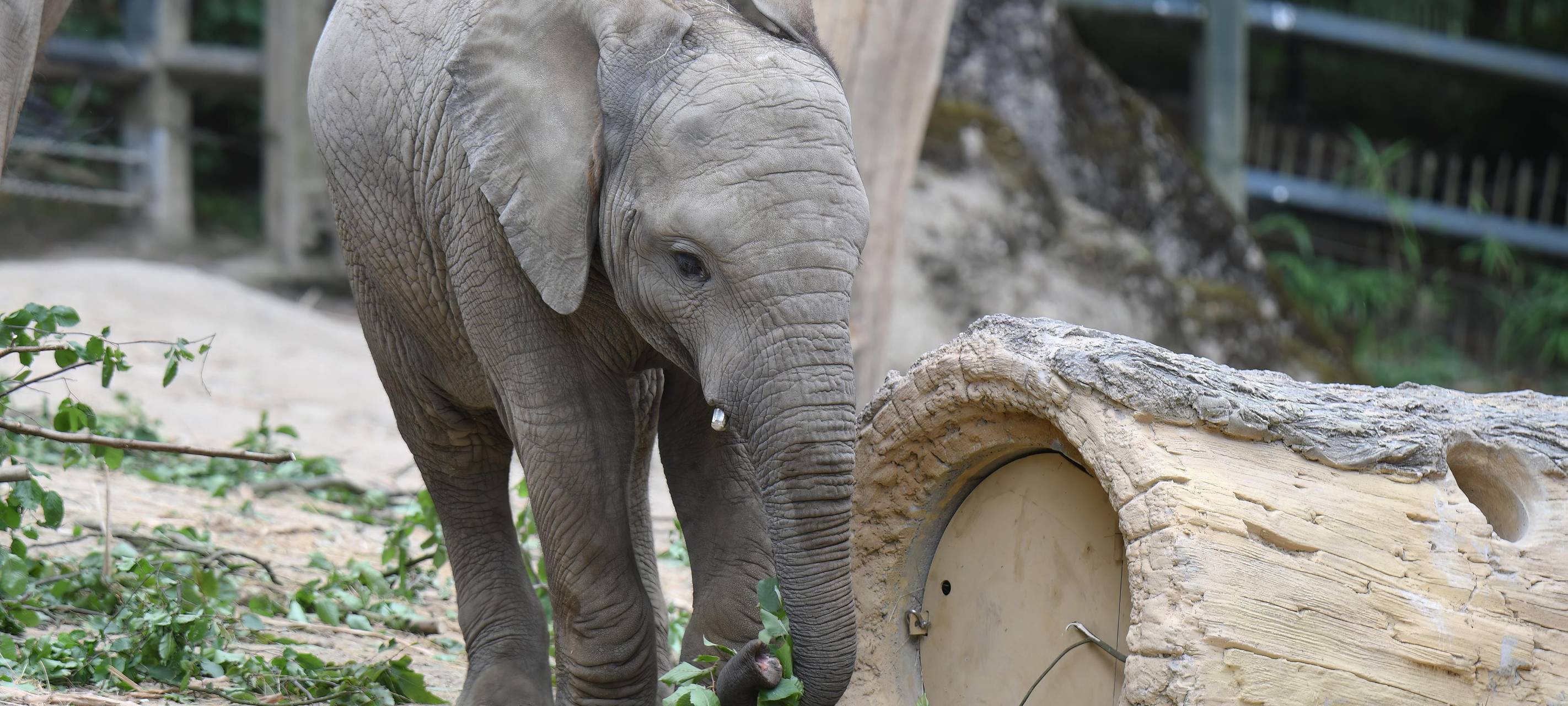 Tod von Jungelefant Tsavo wird untersucht