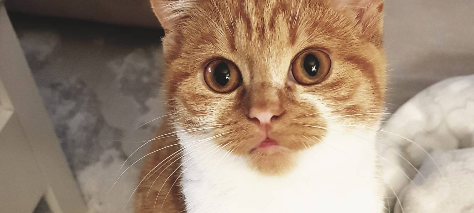 Weiß-rote BKH Katze entlaufen
