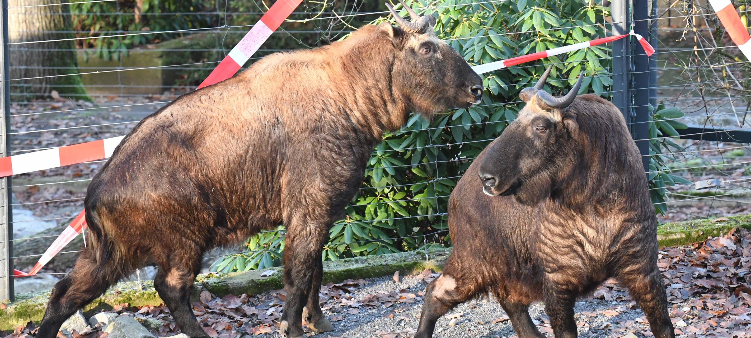 Takine ziehen in den Zoo